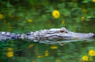 Fort Lauderdale: Everglades Express Tour with Airboat Ride
