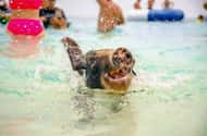 Bahamas: Safaris & wildlife activities