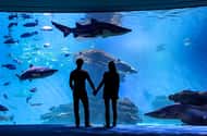 Mallorca: Palma Aquarium Entry Ticket w/ Optional 3D Cinema: Palma Aquarium Entry Ticket w/ Optional 3D Cinema: Palma Aquarium Entry Ticket w/ Optional 3D Cinema