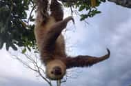 La Fortuna: Sloth sanctuaries