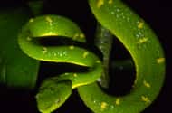 Monteverde: Night tours