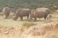 Cape Town: Safaris & wildlife activities