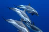 Oahu: Snorkeling activities