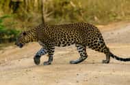 Arugam Bay: Safaris & wildlife activities