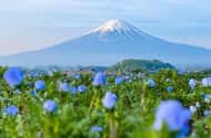 Tokyo: Day trips