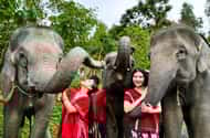 Phuket: Elephant sanctuaries