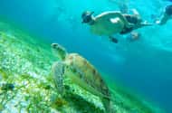 Vanuit Cozumel: Zeesterren, pijlstaartroggen en het schildpaddenreservaat