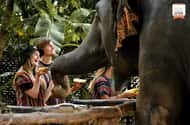 Phuket: Elephant sanctuaries