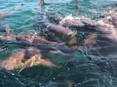 San Pedro snorkeling trip with four stops, sharks, and lunch