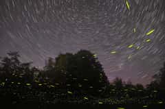 Firefly Watching Bay Cruise with Dinner in this destination