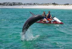 Crab Island Dolphin Jet Ski Tour in this destination