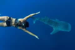 Swim with Whale Sharks Boat Cruise in this destination