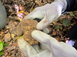 Florence: Truffle Hunting and Wine Tasting in Montepulciano