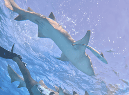 Maafushi: Nurse Sharks, Stingrays, Sand Bank and Dolphins