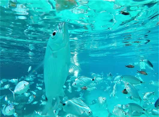 Paddleboarden in helder water bij Ibiza