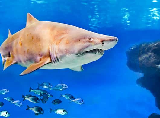 Onderwaterwereld in het Palma Aquarium