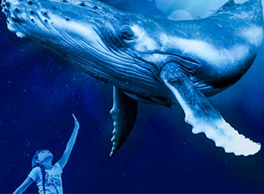 Uitzicht vanaf de zeilboot bij zonsondergang op Mallorca