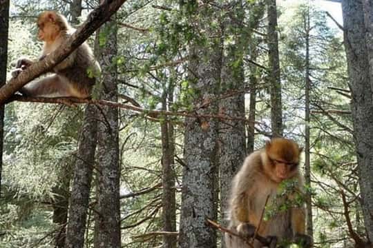 From Fez: Middle Atlas Ifran and Forest of Monkeys Day Trip