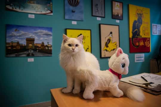 Cat Museum Budapest