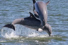 Cocoa Beach: Private 2-Hour Dolphin Sightseeing Tour