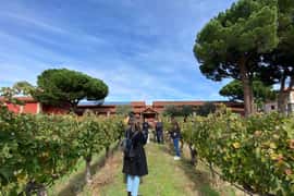 Ribera del Duero Tour From Madrid: 2 Wineries with Transport