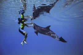 Dubai: Swim with Dolphins at Atlantis Waterpark
