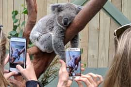 Sydney: Wildlife, Waterfalls and Wine Small Group Tour