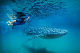 From Cabo: Snorkel with Whale Sharks in La Paz