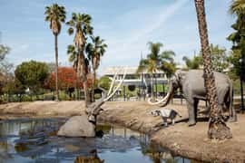 La Brea Tar Pits Museum Ticket