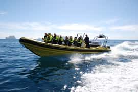 Reykjavik: Whale Watching by RIB Speedboat