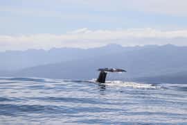 University Startup Whale and Dolphin RIB Boat Trip