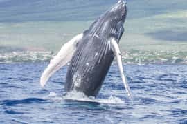 マウイ島南部：ホエールウォッチングセーリング（生のクジラの歌付き