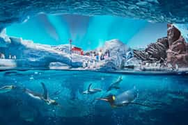 Abu Dhabi: SeaWorld Entry Ticket