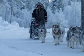 Experience the Magic of Lapland with Sled Husky Adventures