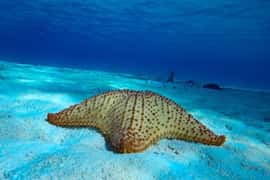 From Cozumel: 3 Reefs Boat Tour with Drinks and Snorkeling