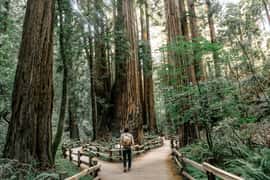 From San Francisco: Muir Woods and Sausalito Half-Day Trip