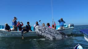 Gray Whale-Watching 2-Day Experience in Magdalena Bay