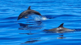 Tampa Bay: Dolphin Shelling Snorkeling Cruise