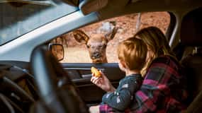 Montebello: Ingresso geral no Parc Omega