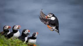 シーハウス：ファーン諸島の海鳥とアザラシクルーズ