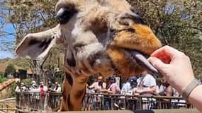Nairobi: Elephant Orphanage and Giraffe Centre Day Tour