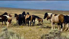 Cody: Red Canyon Wild Mustang Tour