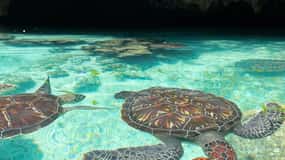 SWIMMING WITH TURTLES AT SALAAM CAVE AT KIZIMKAZI ZANZIBAR