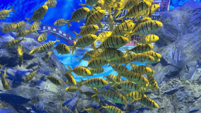 Jeju: Aqua Planet Entry Ticket