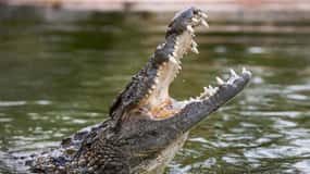 Dubai: Dubai Crocodile Park Entry Ticket