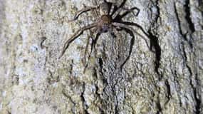 Langkawi : Visite guidée nocturne de la forêt tropicale avec un guide de la nature