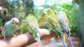 Langkawi: Wildlife Park Admission Ticket
