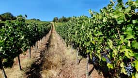 Scandicci: esperienza di degustazione di vini Bellavista