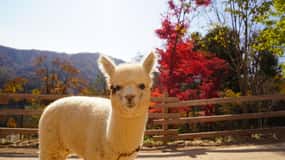 Seúl: Isla Nami & Mundo Alpaca & Railbike (+Parque de la Curación)