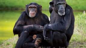 From Nairobi: Ol Pejeta Conservancy Day Trip with Game Drive